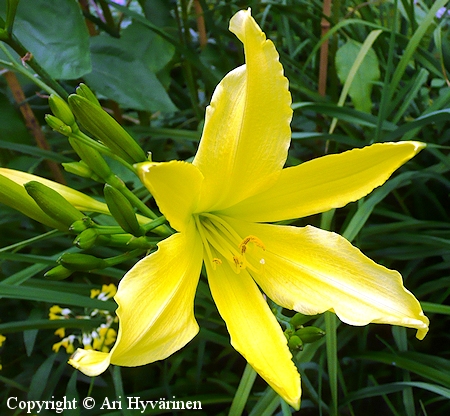 Hemerocallis Hybrida-Ryhm 'Ochroleuca', tarhapivnlilja